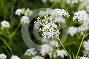 Flower photo. Cow parsley, Anthriscus sylvestris, with diffused background. Summer macro wallpaper. Beautiful photo