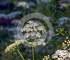 Cow parsley or Anthriscus sylvestris in Latin, also known as wild chervil, wild beaked parsley, Queen Anne\'s lace or kek
