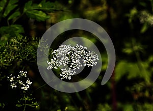 Cow parsley or Anthriscus sylvestris in Latin, also known as wild chervil, wild beaked parsley, Queen Anne\'s lace or kek