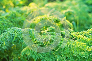 Cow Parsley or Anthriscus sylvestris in warm light