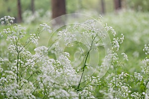 Cow parsley Anthriscus sylvestris, white inflorescence