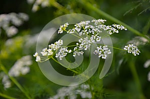 Cow Parsley Anthriscus sylvestris - white summer field flower
