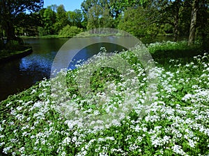 Cow Parsley Anthriscus Sylvestris wild white flowers on the shore of a lake