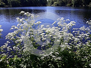 Cow Parsley Anthriscus Sylvestris wild white flowers on the shore of a lake