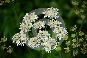 Cow Parsley - Anthriscus syvestris