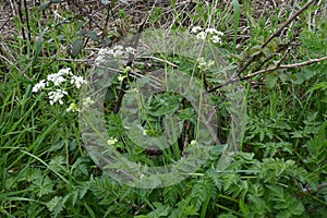 Cow Parsley - Anthriscus syvestris