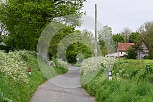 Cow Parsley - Anthriscus syvestris in country lane, Norfolk, England, UK