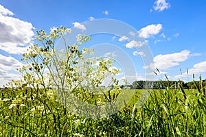 Cow parsley and flowering grasses in a roadside