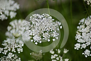 Cow parsley flowers in summer