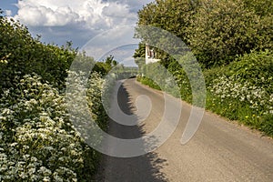 Cow Parsley growing along a country lane in Wiltshire