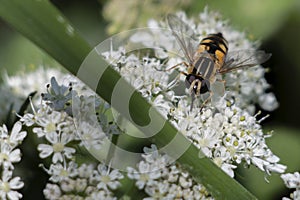 Cow parsley with a hover fly feeding