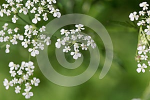 Cow parsley plant flower, Anthriscus sylvestris