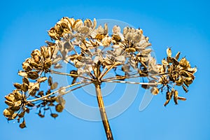 Cow Parsley Seedhead Close Up photo