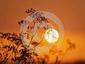 Cow Parsley Silhouetted Against A Golden Sunrise