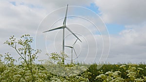 Cow Parsley swaying in the wind, rack focus onto two Wind Turbines in the background