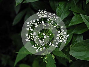 Cow parsley weed anthriscus sylvestris queen anne`s lace