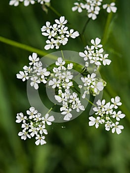 Cow Parsley or Wild Chervil, Anthriscus sylvestris, flower clusters macro, selective focus, shallow DOF