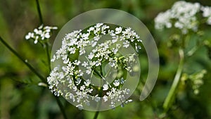 Cow Parsley or Wild Chervil, Anthriscus sylvestris, flower clusters macro, selective focus, shallow DOF