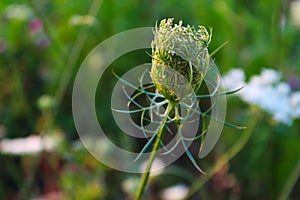 Cow parsley, wild chervil, wild beaked parsley, keck