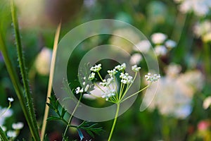 cow parsley, wild chervil, wild beaked parsley, keck