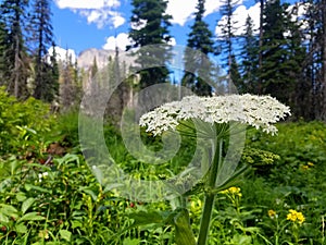 Cow Parsnip, or Heracleum maximum