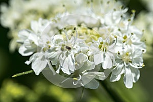 Cow Parsnip Heracleum spec.