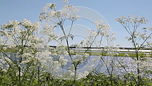 The cow parsnip plant in the wild is swinging with a strong wind on the coast of the summer river