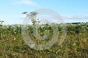 Cow parsnip Sosnowski takes up farmland