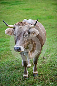 Cow in pasture