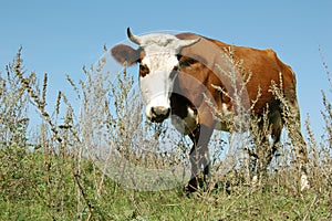 Cow on a pasture