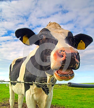 Cow on pasture