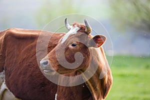 Cow on a pasture