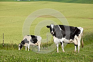 Cow in the pasture