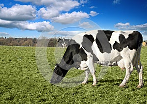 Cow in pasture photo