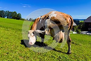 Cow on a pasture