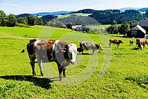 Cow on a pasture photo