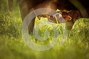 Cow in pasture