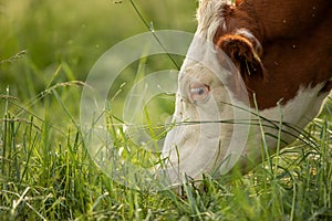 Cow in pasture