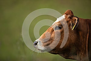 Cow in pasture