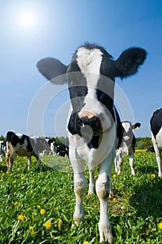 Cow in a pasture