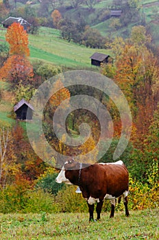 Cow in the pasture