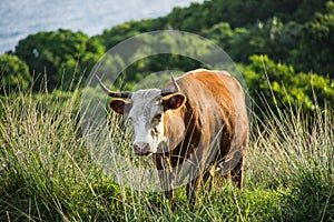 Cow in the pasture