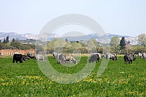 Cow pasture