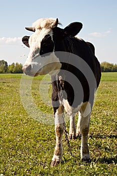 Cow in pasture