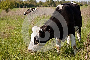 Cow in pasture