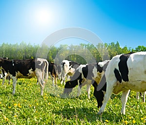 Cow in a pasture