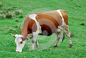 Cow on pasture