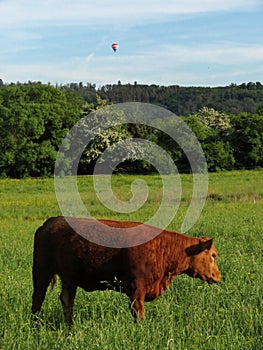 Cow in a pasture, above the cow a hot air balloon.