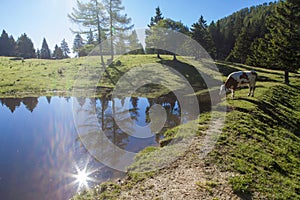 Cow on pasture in an Alpine meadow near lake