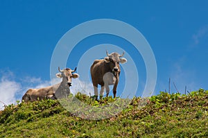 cow on pasture in the alps. Image of the Speer, near Amden in the canton of St.Gallen, Switzerland